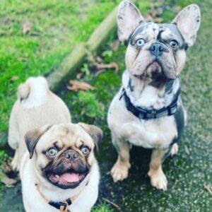Meet the Team