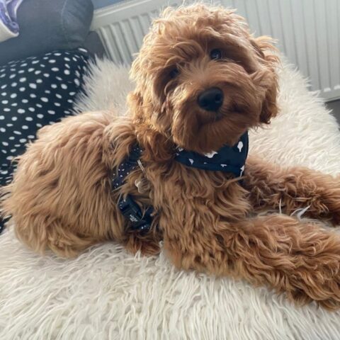 Peggy's Paws Gallery